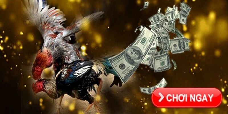 Đá Gà Online – Trải Nghiệm Nhiều Giây Phút Kịch Tính 6 da-ga-online-choi-ngay