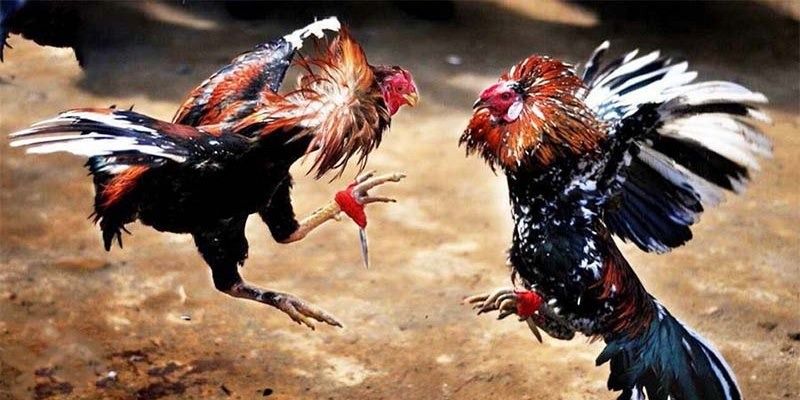 Đá Gà Trực Tiếp Hấp Dẫn Tại Nhà Cái Uy Tín Số 1 Châu Á 5 da-ga-truc-tiep-nhu-nao