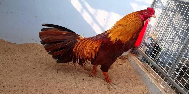 Bật Mí Cách Cược Gà Khét - Cách nhận biết chiến kê bất bại 6 ga-khet-can-biet