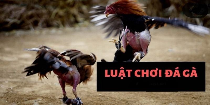 Luật Chơi Đá Gà Online Anh Em Cần Nắm Rõ Trước Khi Đặt Cược 4 uat-choi-da-ga-can-biet