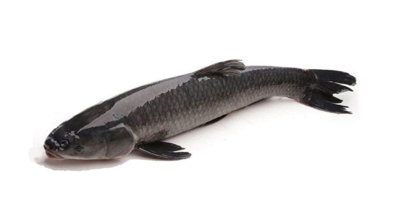 Mơ câu được cá trắm là điềm báo gì? Đánh số mấy? 7 Đàn ông mơ câu được cá trắm đen là điềm gì?