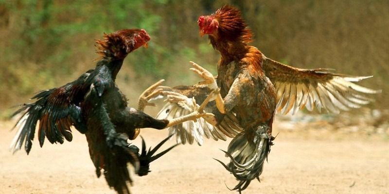 Vảy gà ngũ quỷ có đặc điểm gì? Vảy ngũ quỷ tốt hay xấu 6 Loi-da-cua-vay-ga-ngu-quy