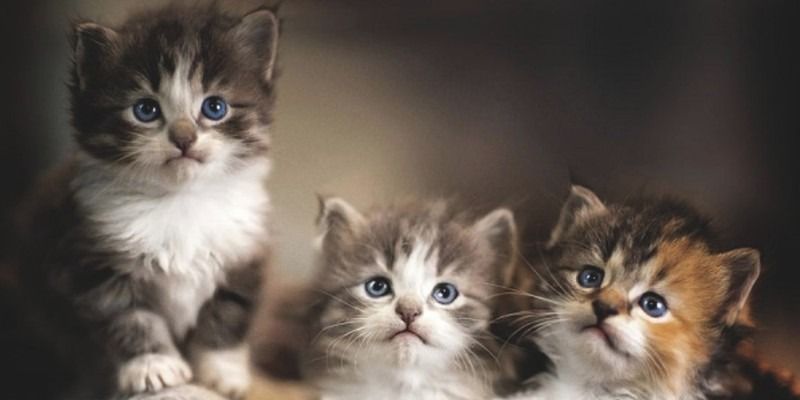 Ý nghĩa giấc mơ thấy mèo là điềm lành hay dữ? Đánh số mấy? 4 Mo-thay-meo-con