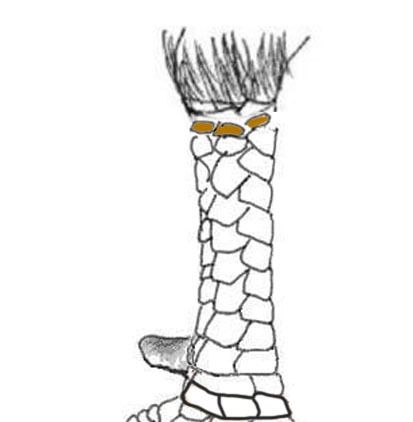 Top vảy gà chọi độc, hiếm thấy được các sư kê săn đón 46 Vảy nguyệt ám chỉ