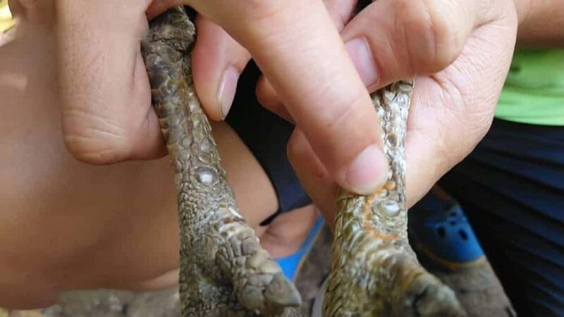 Top vảy gà chọi độc, hiếm thấy được các sư kê săn đón 44 Vảy gà chọi độc giáp thới phòng đao