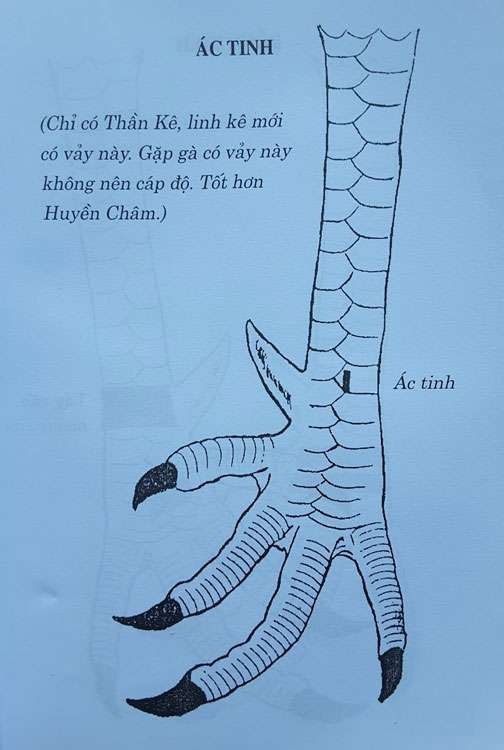 Top vảy gà chọi độc, hiếm thấy được các sư kê săn đón 51 Vảy ác tinh