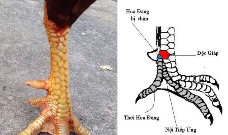 Top vảy gà chọi độc, hiếm thấy được các sư kê săn đón 36 Vảy độc giáp ngay cựa thể hiện gà có đòn hiểm