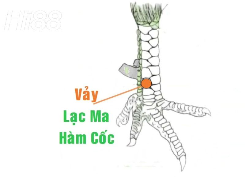 Top vảy gà chọi độc, hiếm thấy được các sư kê săn đón 54 Vảy lạc ma hàm cốc