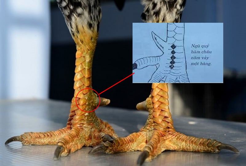 Top vảy gà chọi độc, hiếm thấy được các sư kê săn đón 49 Vảy gà ngũ quỷ