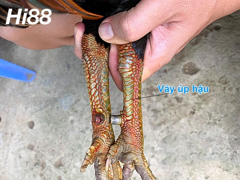 Top vảy gà chọi độc, hiếm thấy được các sư kê săn đón 52 Vảy úp hậu