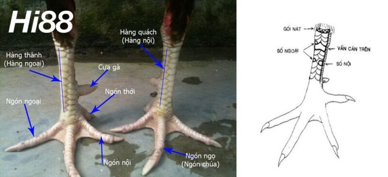 Top vảy gà chọi độc, hiếm thấy được các sư kê săn đón 33 Vảy gà vấn cán