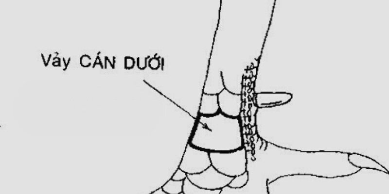 23 Vảy Gà Xấu Sư Kê Nên Tránh Khi Chọn Gà Đá 10 Vảy cán dưới