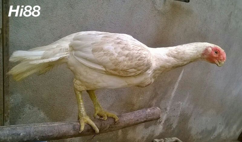 10 giống Gà chọi Mỹ thiện chiến được người chơi gà yêu thích 13 Giống gà Asil