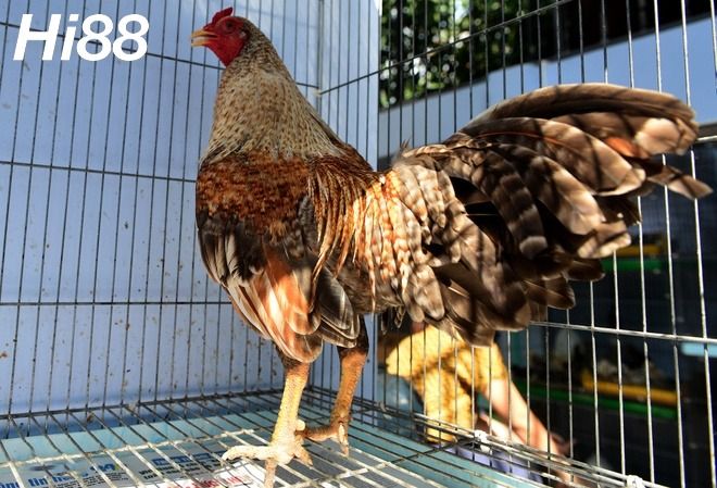 10 giống Gà chọi Mỹ thiện chiến được người chơi gà yêu thích 18 Giống gà Saigon